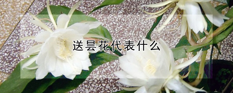 꼻ʲô˼