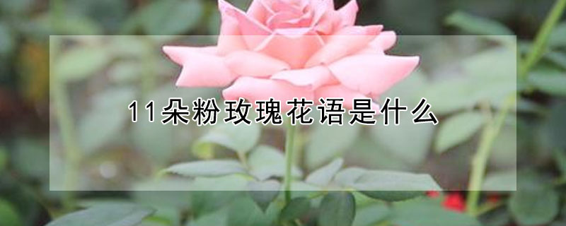 11õ廨ʲô11õʲô壿