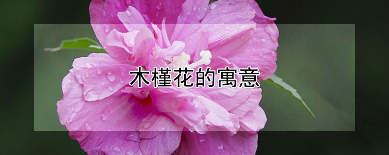 ľȻԢʲôľȻʲô壿