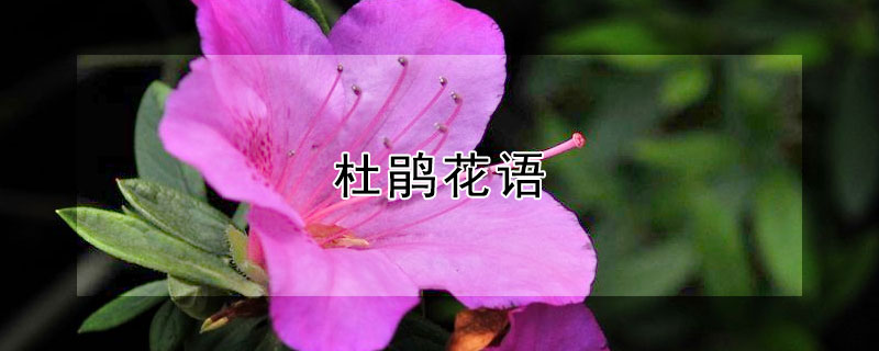 ž黨ʲô壿ʺʲôˣ