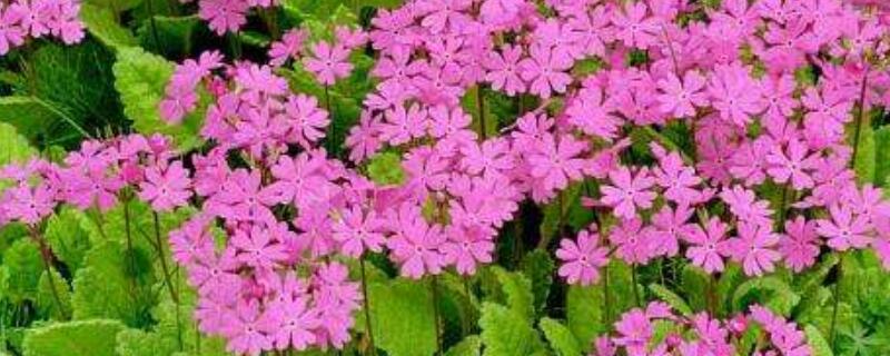 ӣݵĻӣЩ壩