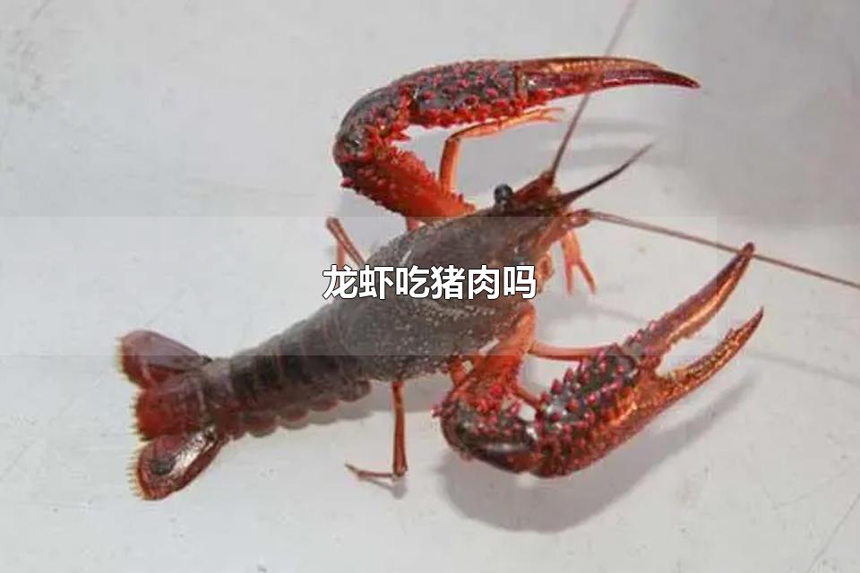 Ϻ Ϻʳ