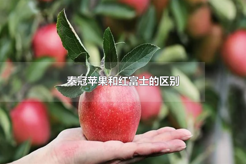 عƻͺ츻ʿ عƻͺ츻ʿĸ