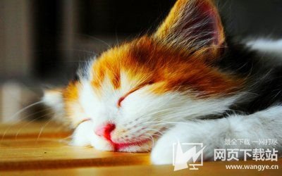 喵咪网址入口：猫咪猫咪永久官网入口，猫咪社区官网在线最新！喵咪趣闻之所在这里！