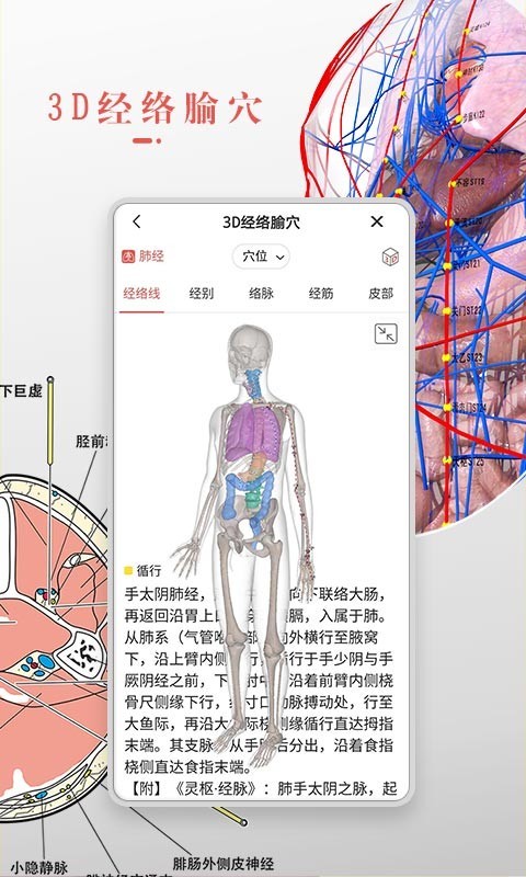 3Dbodyͼ1