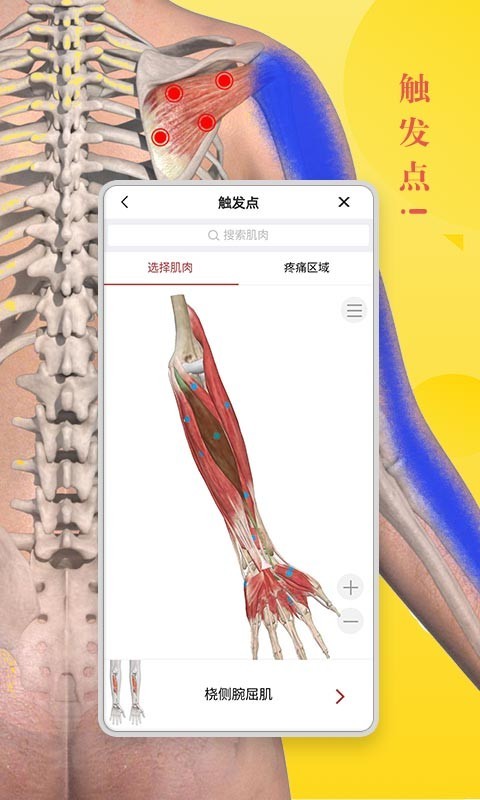 3Dbodyͼ2