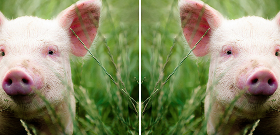 50PhotoshopݼٳΪPSʦ